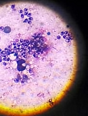 5057614854_5a9bbfde22_m.jpg